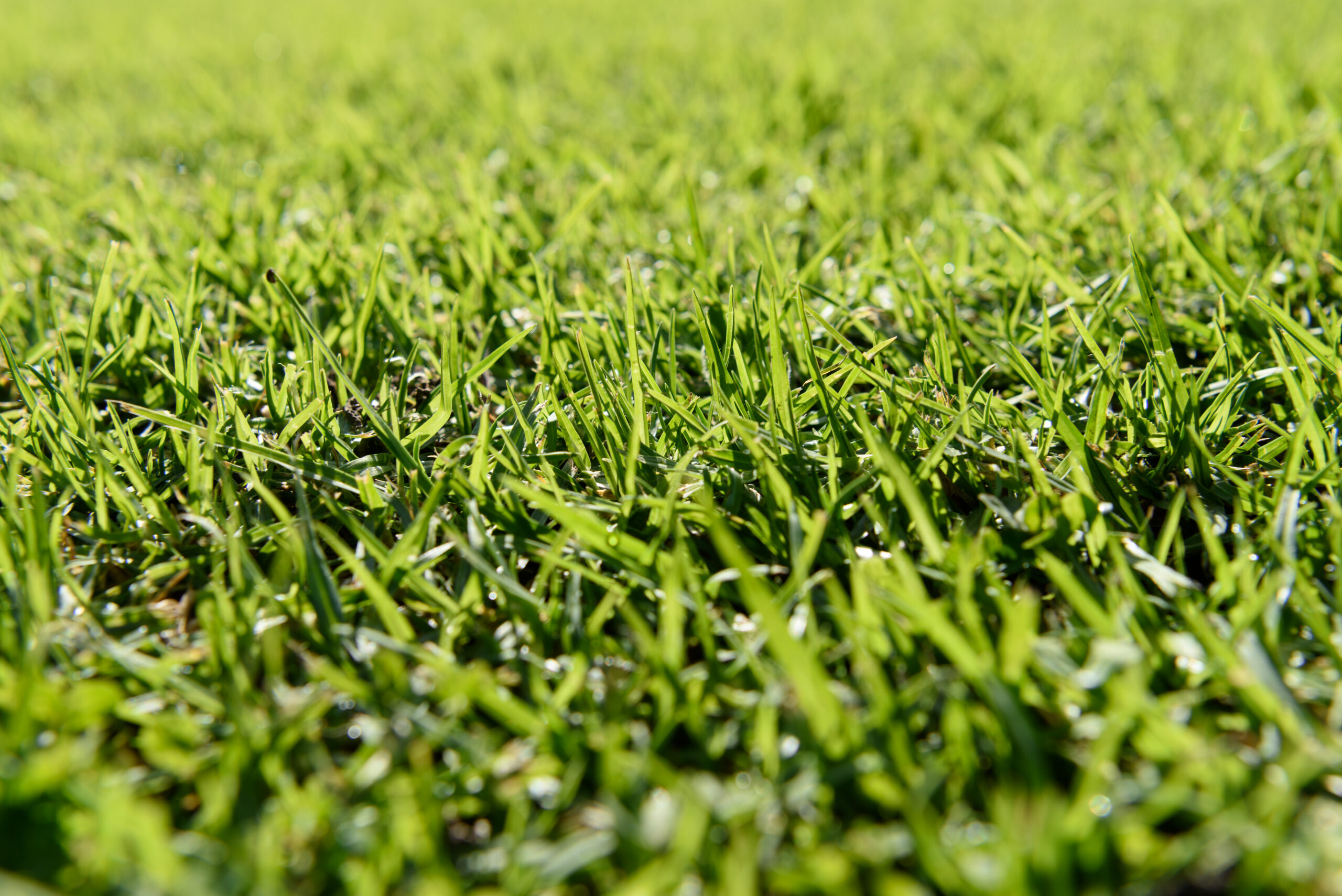 Synthetic Grass