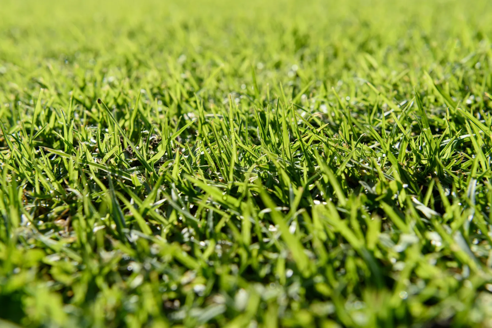 Synthetic Grass